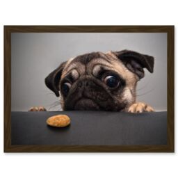 Artery8 Animal Photo Pug Dog Treat Food Eyes Cute Artwork Framed Wall Art Print A4 in Brown - thumbnail 1