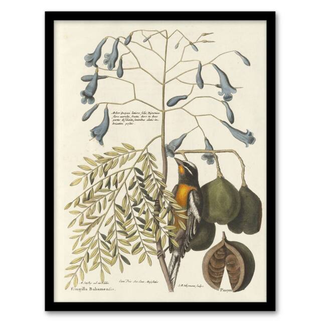 Artery8 Vintage Bird & Plant Illustration Catesby Framed Wall Art Print in Beige - Size: A4 - image 1
