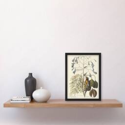 Artery8 Vintage Bird & Plant Illustration Catesby Framed Wall Art Print in Beige - Size: A4 - thumbnail 2