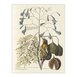 Artery8 Vintage Bird & Plant Illustration Catesby Framed Wall Art Print in Beige - Size: A4 - thumbnail 3