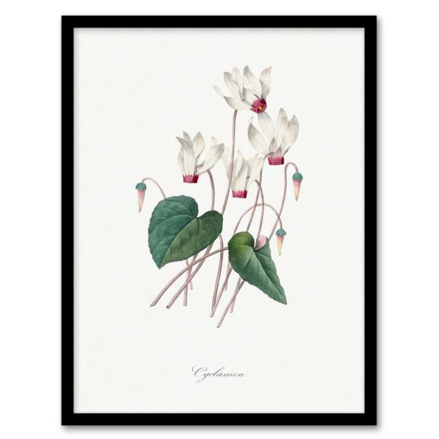 Artery8 Pierre J Redoute Framed Wall Art Cyclamen Vintage Floral Illustration in White - Size: A4 - image 1
