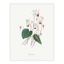 Artery8 Pierre J Redoute Framed Wall Art Cyclamen Vintage Floral Illustration in White - Size: A4 - thumbnail 3