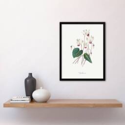 Artery8 Pierre J Redoute Framed Wall Art Cyclamen Vintage Floral Illustration in White - Size: A4 - thumbnail 2