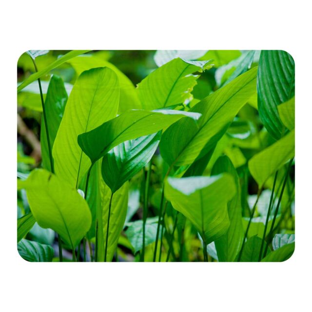 Benjamin Tate Design Green leaf background abstract of nature Designer Blanket in Natural - Size: 120 cm x 150 cm - image 1