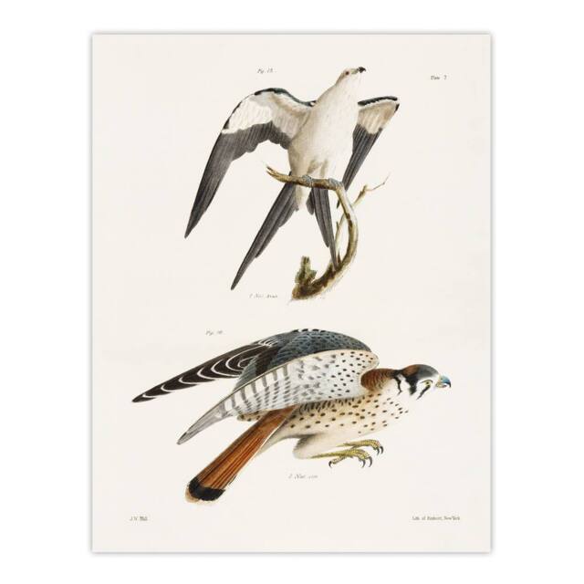 "Artery8 James De Kay Swallow Tailed & Sparrow Hawk Wall Art Print in White - Size: W12"" x H16""" - image 1