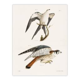 "Artery8 James De Kay Swallow Tailed & Sparrow Hawk Wall Art Print in White - Size: W12"" x H16""" - thumbnail 1