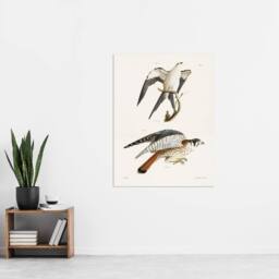 "Artery8 James De Kay Swallow Tailed & Sparrow Hawk Wall Art Print in White - Size: W12"" x H16""" - thumbnail 4