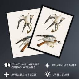 "Artery8 James De Kay Swallow Tailed & Sparrow Hawk Wall Art Print in White - Size: W12"" x H16""" - thumbnail 2