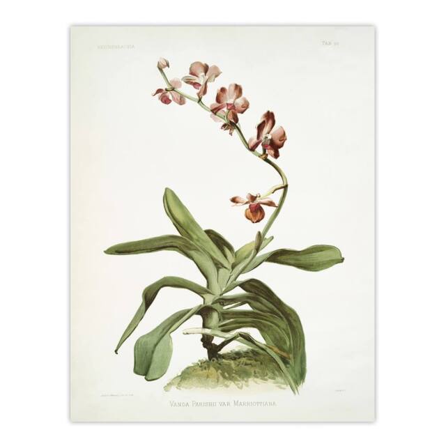 "Artery8 F Sander Marriotts Phalaenopsis Orchid Flowers Wall Art Print - Size: W12"" x H16""" - image 1