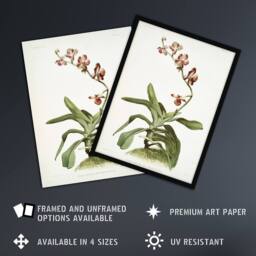 "Artery8 F Sander Marriotts Phalaenopsis Orchid Flowers Wall Art Print - Size: W12"" x H16""" - thumbnail 2