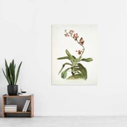"Artery8 F Sander Marriotts Phalaenopsis Orchid Flowers Wall Art Print - Size: W12"" x H16""" - thumbnail 4