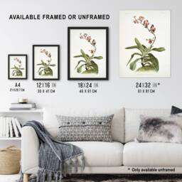 "Artery8 F Sander Marriotts Phalaenopsis Orchid Flowers Wall Art Print - Size: W12"" x H16""" - thumbnail 3