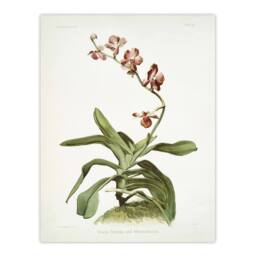 "Artery8 F Sander Marriotts Phalaenopsis Orchid Flowers Wall Art Print - Size: W12"" x H16""" - thumbnail 1