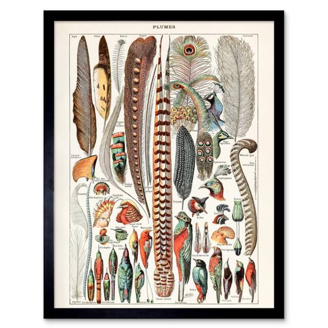 "Artery8 Millot Encyclopedia Page Birds Feathers Plumage 12x16"" Framed Art - Size: W12"" x H16""" - image 1