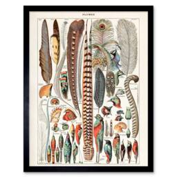 "Artery8 Millot Encyclopedia Page Birds Feathers Plumage 12x16"" Framed Art - Size: W12"" x H16""" - thumbnail 1