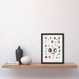 Artery8 Augustus A Gould Limpet Sea Snail Shell Varieties Framed Art Print in White - Size: A4 - thumbnail 2