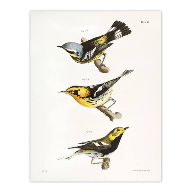 "Artery8 James Ellsworth De Kay Trio of Warbler Birds Wall Art Print in White - Size: W12"" x H16""" - image 1