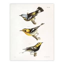 "Artery8 James Ellsworth De Kay Trio of Warbler Birds Wall Art Print in White - Size: W12"" x H16""" - thumbnail 1
