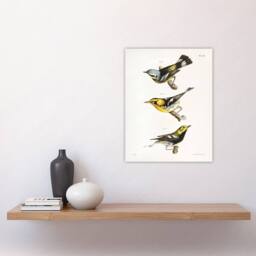 "Artery8 James Ellsworth De Kay Trio of Warbler Birds Wall Art Print in White - Size: W12"" x H16""" - thumbnail 4