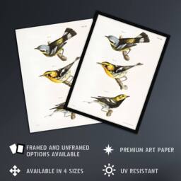 "Artery8 James Ellsworth De Kay Trio of Warbler Birds Wall Art Print in White - Size: W12"" x H16""" - thumbnail 2