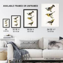 "Artery8 James Ellsworth De Kay Trio of Warbler Birds Wall Art Print in White - Size: W12"" x H16""" - thumbnail 3