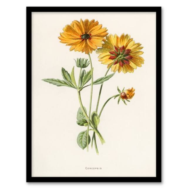 Artery8 Frederick Edward Hulme Framed Wall Art Coreopsis Tickseed Flower in White - Size: A4 - image 1