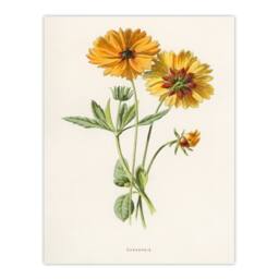 Artery8 Frederick Edward Hulme Framed Wall Art Coreopsis Tickseed Flower in White - Size: A4 - thumbnail 3