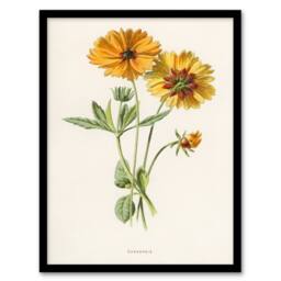 Artery8 Frederick Edward Hulme Framed Wall Art Coreopsis Tickseed Flower in White - Size: A4 - thumbnail 1