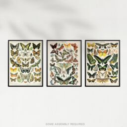 Artery8 A4 Wall Art & Frame Set of 3 Insects Butterflies Vintage Millot - thumbnail 4