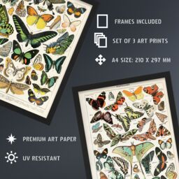 Artery8 A4 Wall Art & Frame Set of 3 Insects Butterflies Vintage Millot - thumbnail 3