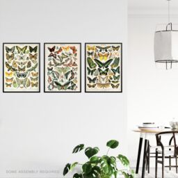 Artery8 A4 Wall Art & Frame Set of 3 Insects Butterflies Vintage Millot - thumbnail 2