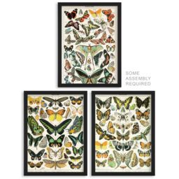 Artery8 A4 Wall Art & Frame Set of 3 Insects Butterflies Vintage Millot - thumbnail 1