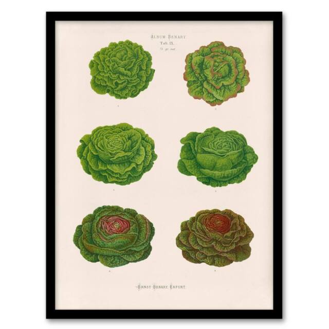 Artery8 Ernst Benary Lettuce & Cabbage Varieties Framed Art Picture Print in White - Size: A4 - image 1