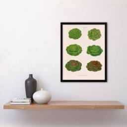 Artery8 Ernst Benary Lettuce & Cabbage Varieties Framed Art Picture Print in White - Size: A4 - thumbnail 2