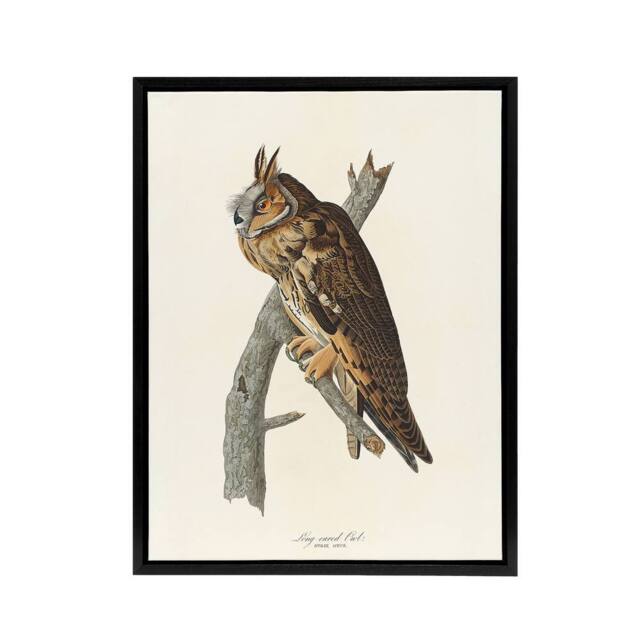 "Artery8 Birds Of America Long Eared Owl Audubon Nature Framed Canvas Wall Art in White - Size: W12"" x H16""" - image 1