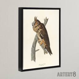 "Artery8 Birds Of America Long Eared Owl Audubon Nature Framed Canvas Wall Art in White - Size: W12"" x H16""" - thumbnail 2