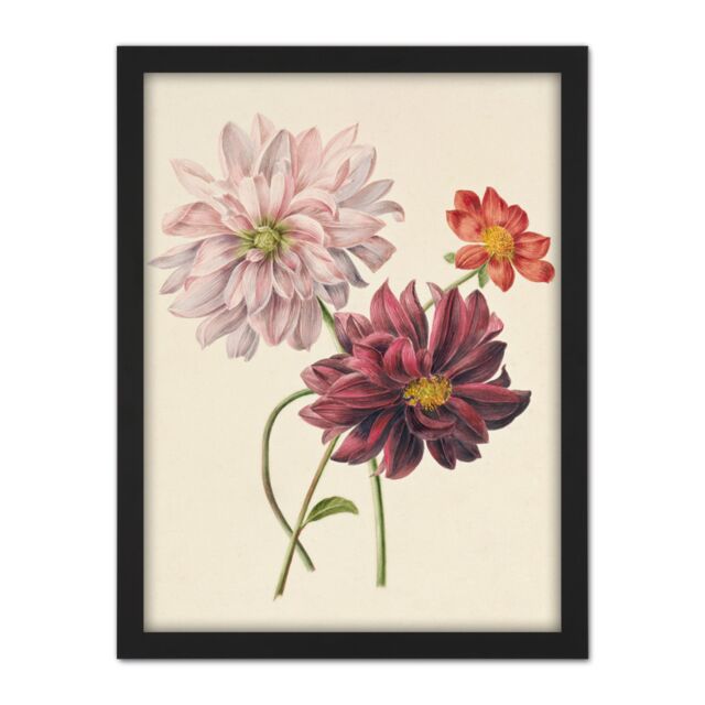 "Artery8 Wall Art Print Willem Hekking Dahlias Flowers Pink & Purple Large Framed Wall Décor Art in White - Size: W18"" x H24""" - image 1
