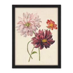 "Artery8 Wall Art Print Willem Hekking Dahlias Flowers Pink & Purple Large Framed Wall Décor Art in White - Size: W18"" x H24""" - thumbnail 1