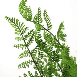 Leaf 6 x 50cm Southern Wood Fern Bush Dark Green Plant - Size: 6 x 50 cm - thumbnail 3