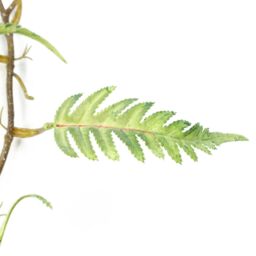 Leaf 125cm Artificial Hanging Trailing Fern Plant in Green - thumbnail 3