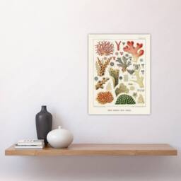 "Artery8 Great Barrier Reef of Australia Corals Kent Wall Art Poster Print in White - Size: W12"" x H16""" - thumbnail 4