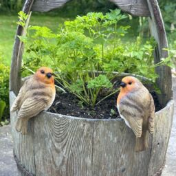 Animal Crackers Robin Pot Hangers set of 2 [36] - thumbnail 6