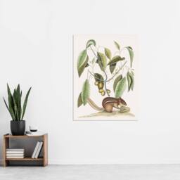 "Artery8 Ground Squirrel & Wild Nutmeg Mark Catesby Wall Art Poster Print in White - Size: W24"" x H32""" - thumbnail 4