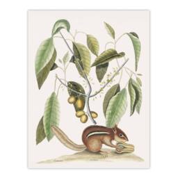 "Artery8 Ground Squirrel & Wild Nutmeg Mark Catesby Wall Art Poster Print in White - Size: W24"" x H32""" - thumbnail 1