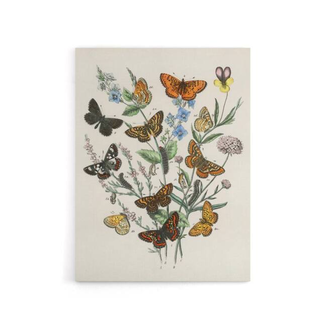 "Artery8 Butterflies & Caterpillars Kirby Vintage Canvas Wall Art in White - Size: W18"" x H24""" - image 1
