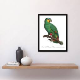 Artery8 The Orange Winged Amazon Parrot Levaillant Framed Wall Art Print in White - Size: A4 - thumbnail 4