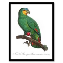 Artery8 The Orange Winged Amazon Parrot Levaillant Framed Wall Art Print in White - Size: A4 - thumbnail 1