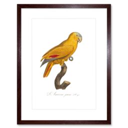 "Artery8 Wall Art Print Yellow Amazon Bird Art Framed 9x7 inch in Brown - Size: W7"" x H9""" - thumbnail 1