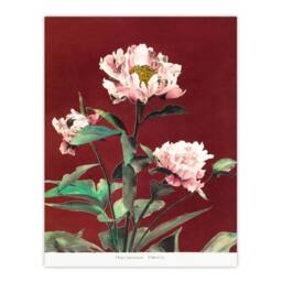 Artery8 Ogawa Kazumasa Framed Wall Art Print Pink Herbaceous Peony Flower in Red - Size: A4 - thumbnail 3