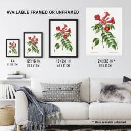 "Artery8 Trumpet Vine Flowers Redoute Vintage Wall Art Print Poster in White - Size: W18"" x H24""" - thumbnail 3